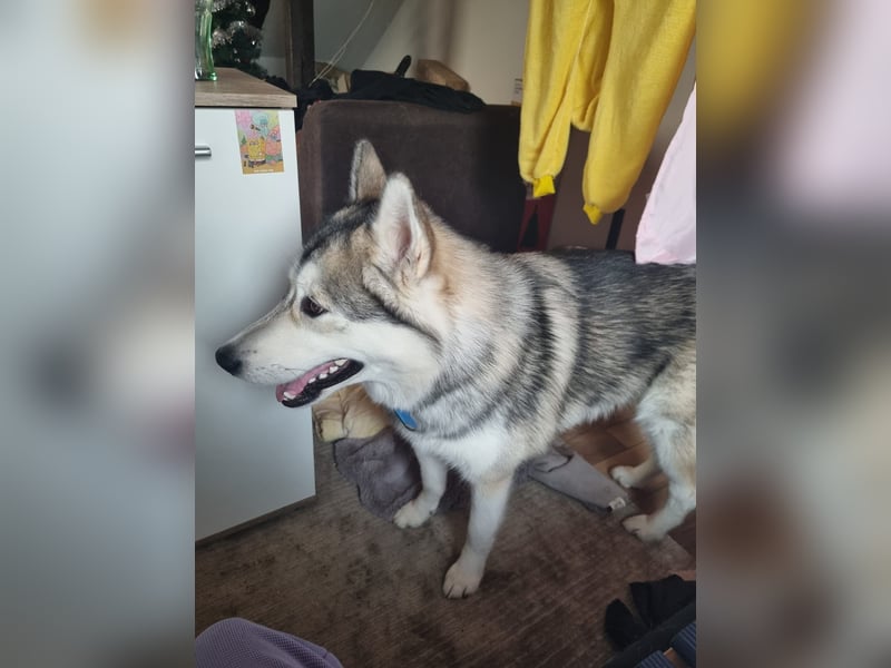 Husky malamute deckrüde