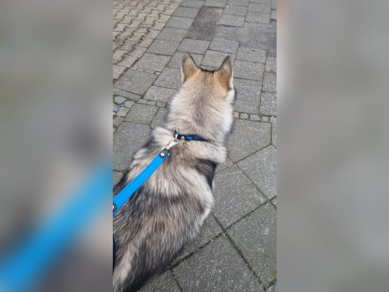 Husky malamute deckrüde