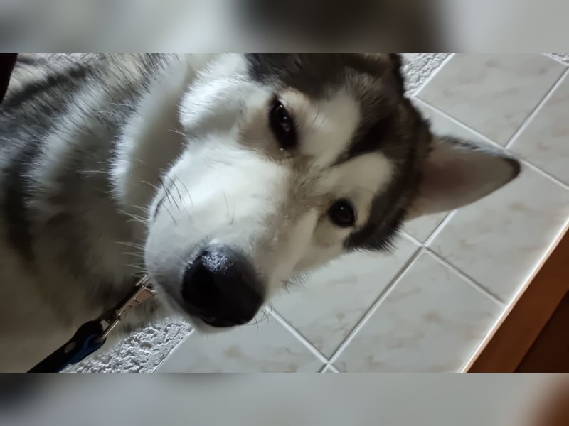 Husky malamute deckrüde