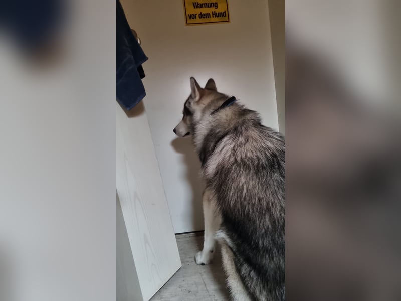 Husky malamute deckrüde