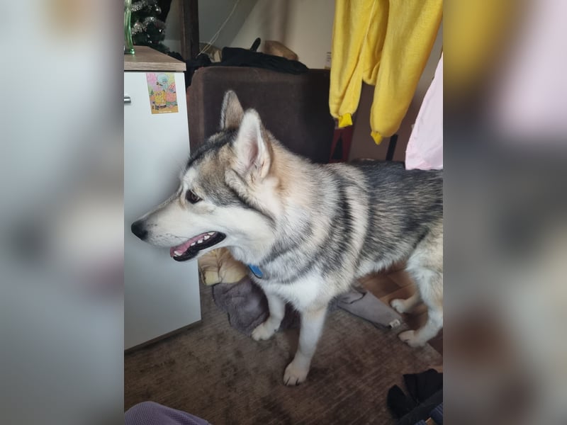 Husky malamute deckrüde