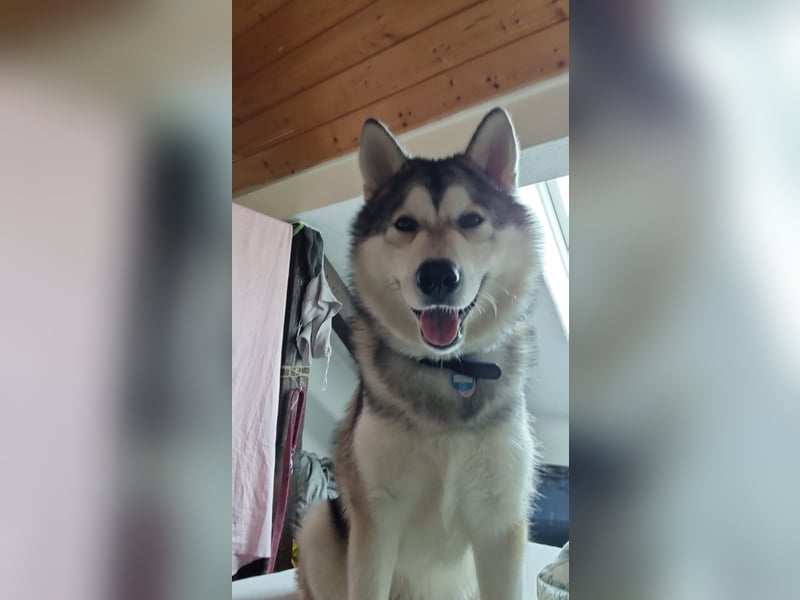 Husky malamute deckrüde