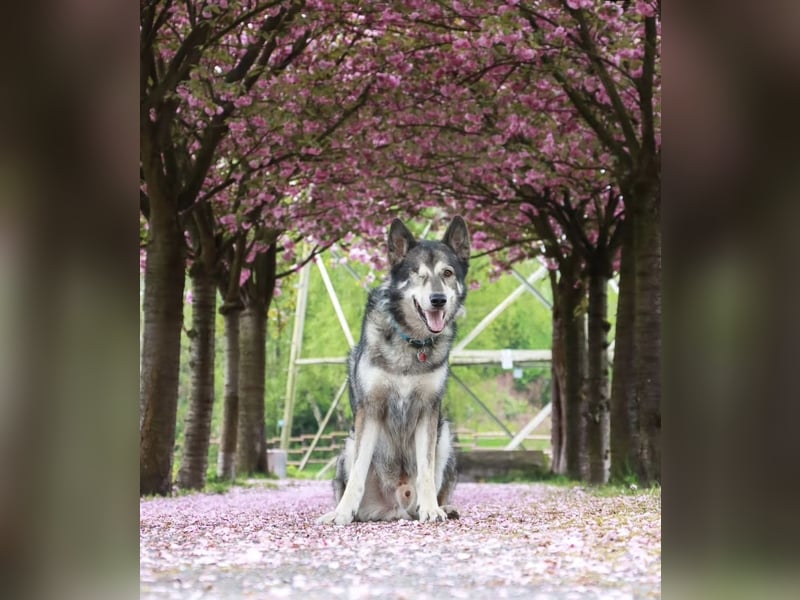 Tamaskan (Finnischer Wolfshund)