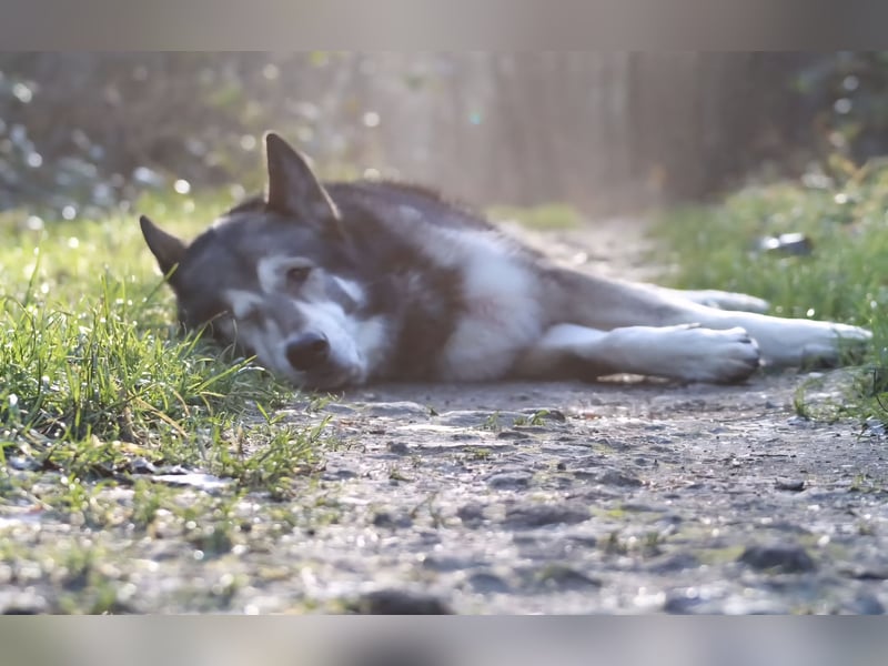 Tamaskan (Finnischer Wolfshund)