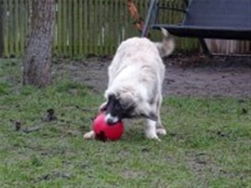 Balu, junger Mischlingsrüde
