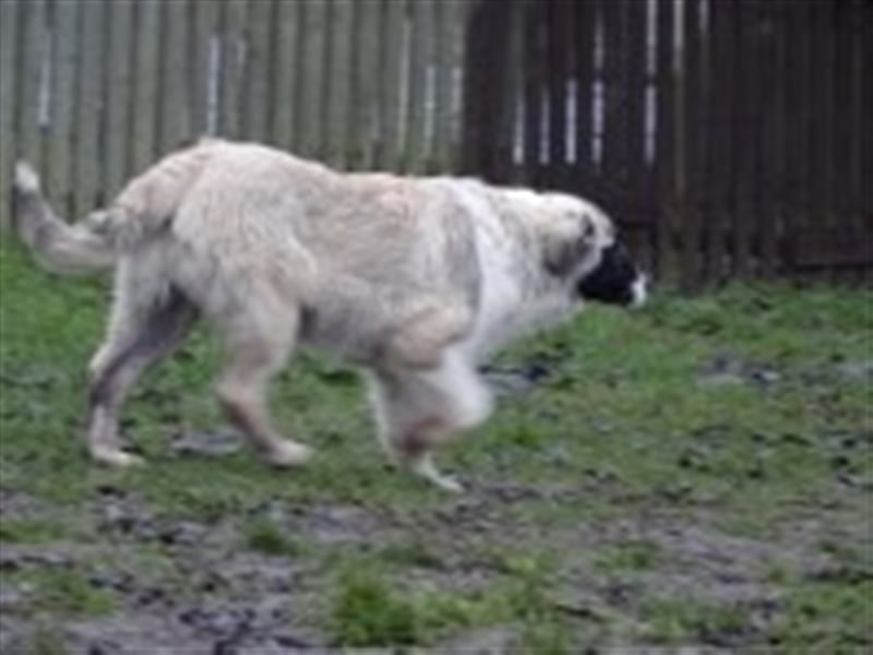 Balu, junger Mischlingsrüde