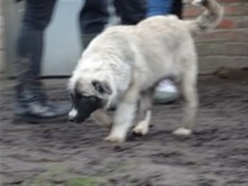 Balu, junger Mischlingsrüde