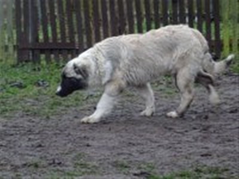 Balu, junger Mischlingsrüde