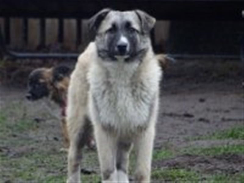 Balu, junger Mischlingsrüde