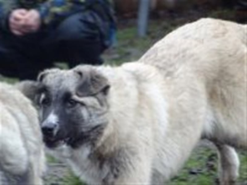 Balu, junger Mischlingsrüde