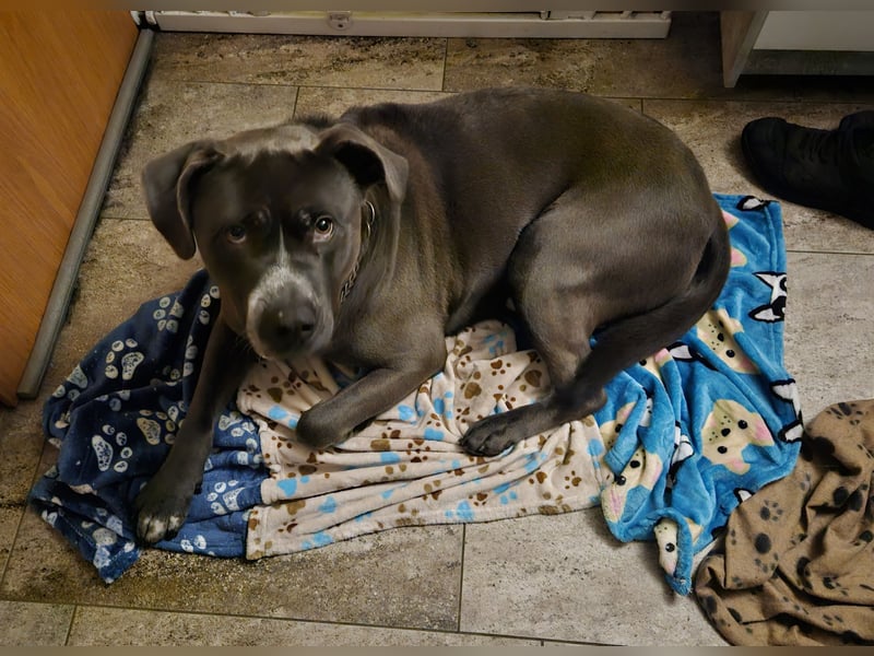 Schäferhund/ Rottweiler/ Pitbull Rüde in liebevolle Hände abzugeben