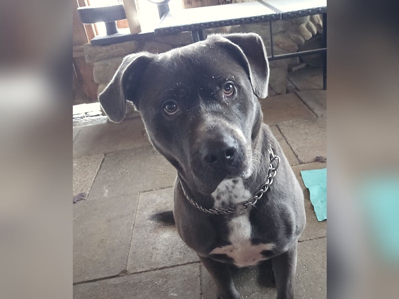 Schäferhund/ Rottweiler/ Pitbull Rüde in liebevolle Hände abzugeben