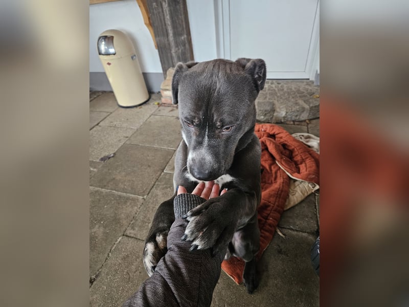 Schäferhund/ Rottweiler/ Pitbull Rüde in liebevolle Hände abzugeben