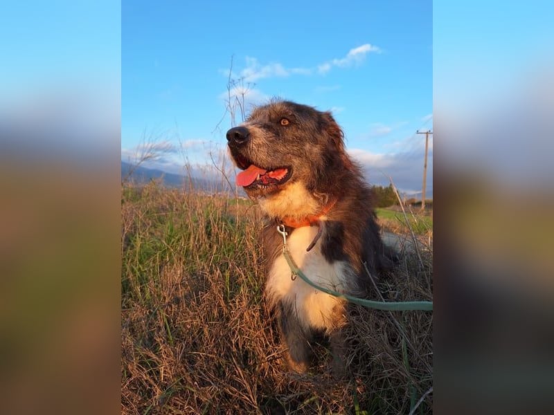 Der ganz besondere Hund Pierro