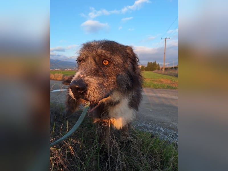 Der ganz besondere Hund Pierro