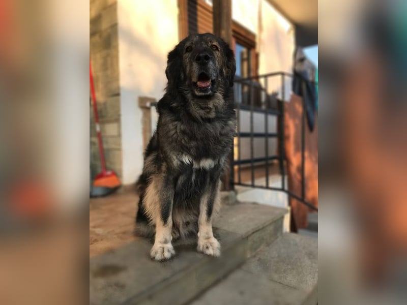 Sparta - kuscheliger Hund sucht gemütliches Körbchen