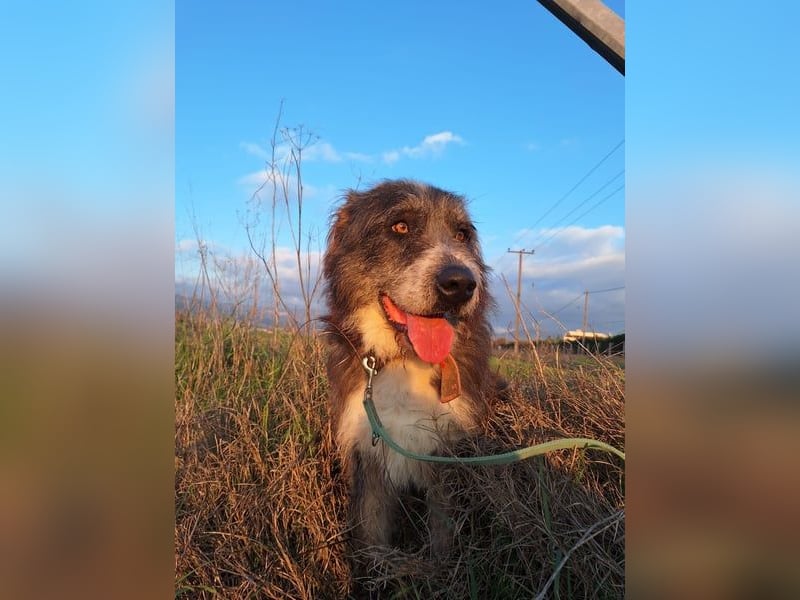 Der ganz besondere Hund Pierro