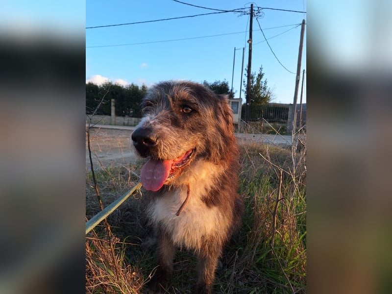 Der ganz besondere Hund Pierro