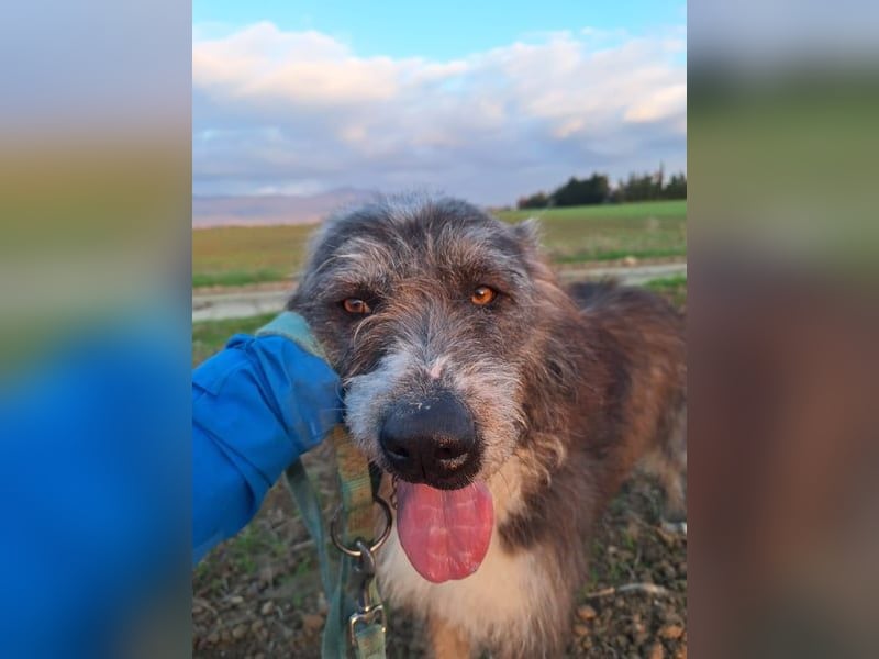 Der ganz besondere Hund Pierro