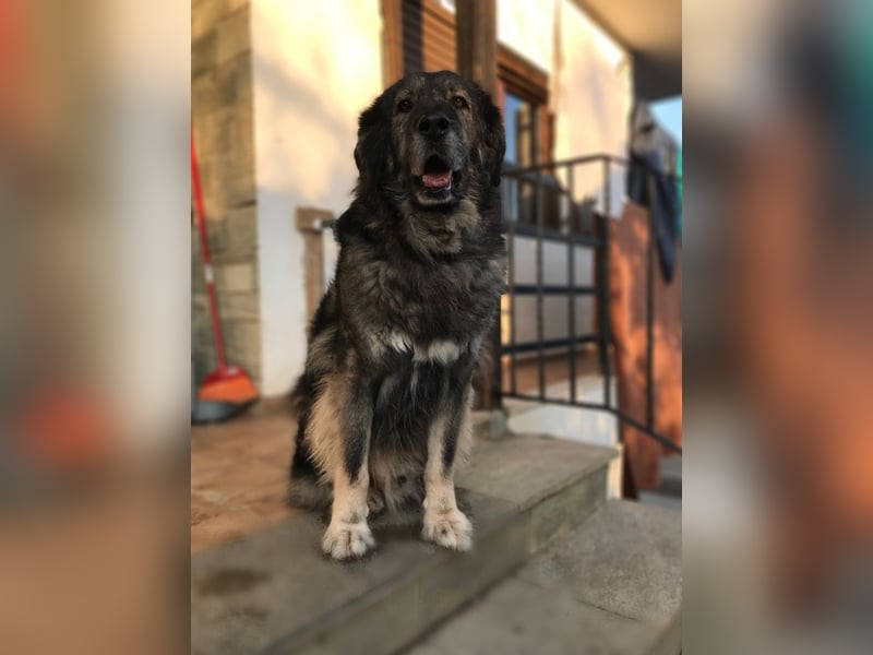 Sparta-kuscheliger Bär sucht ein Zuhause