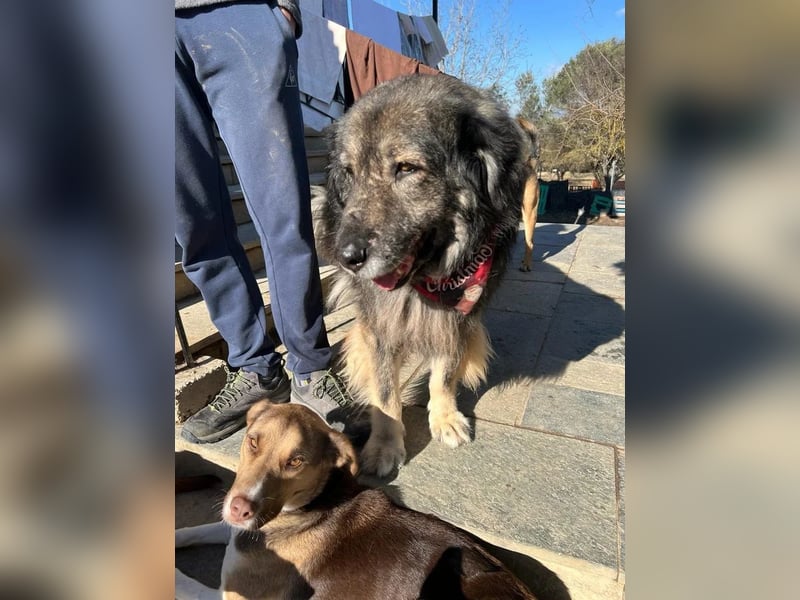 Sparta - kuscheliger Hund sucht gemütliches Körbchen