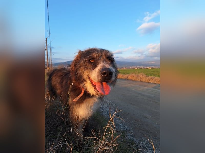 Der ganz besondere Hund Pierro