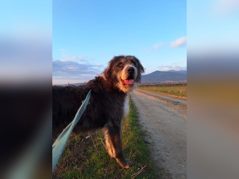Der ganz besondere Hund Pierro