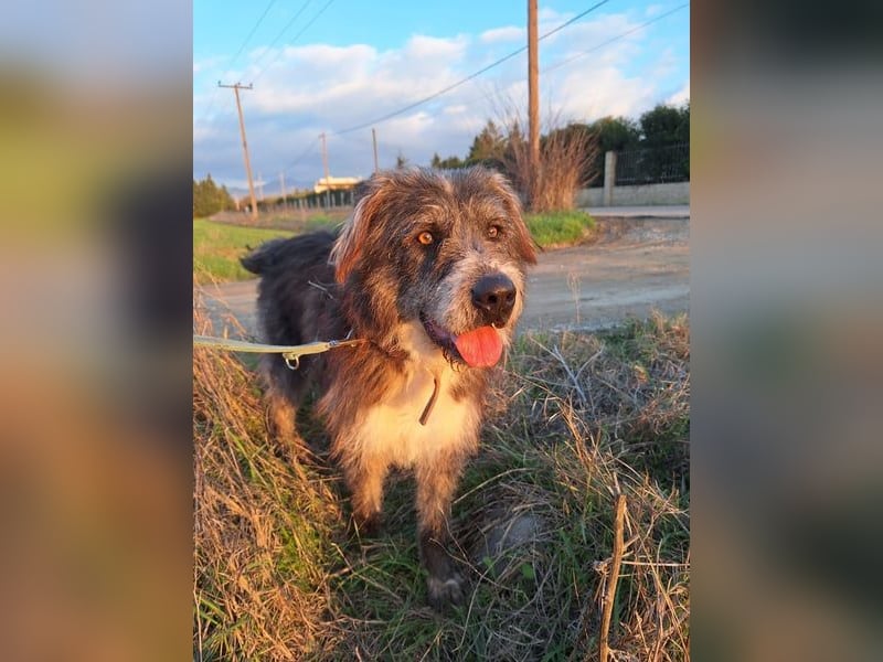 Der ganz besondere Hund Pierro