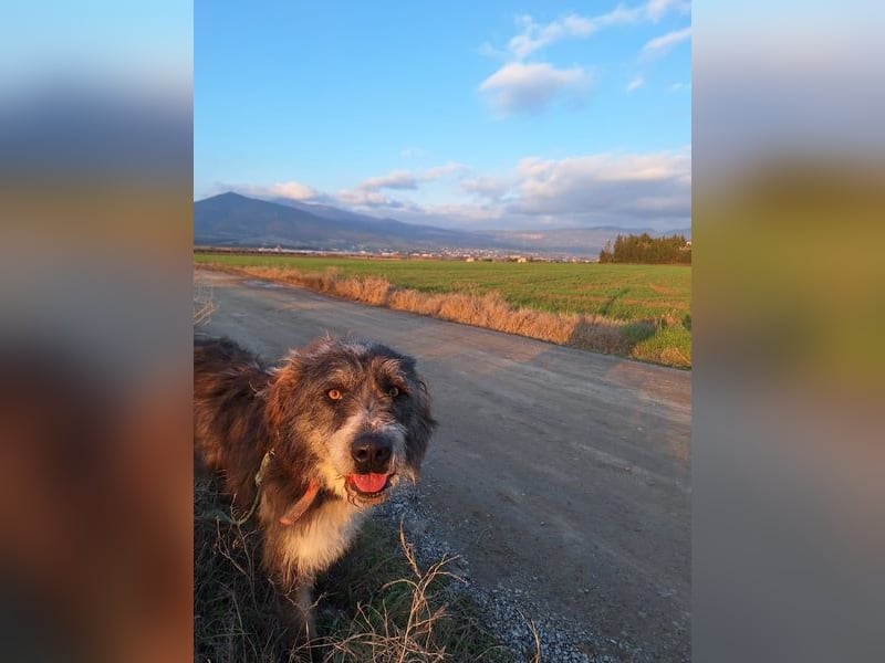 Der ganz besondere Hund Pierro