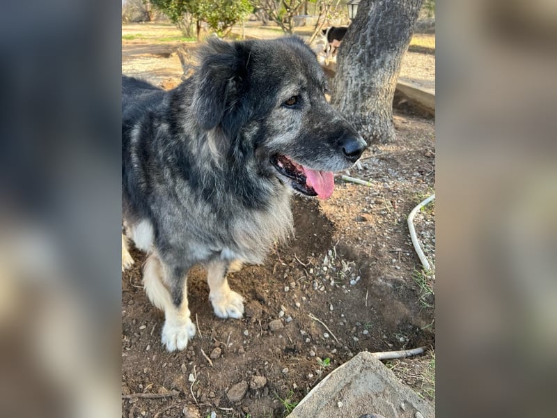 Sparta-kuscheliger Bär sucht ein Zuhause