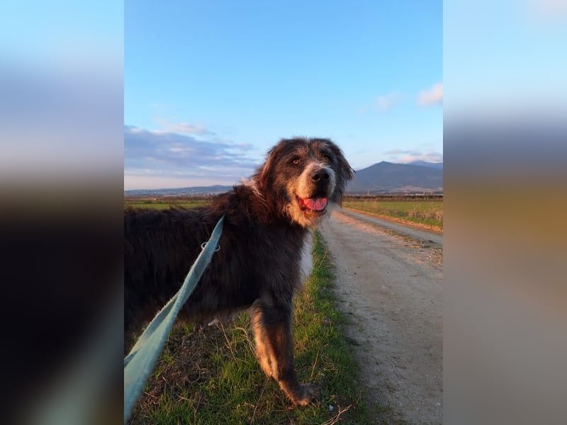 Der ganz besondere Hund Pierro