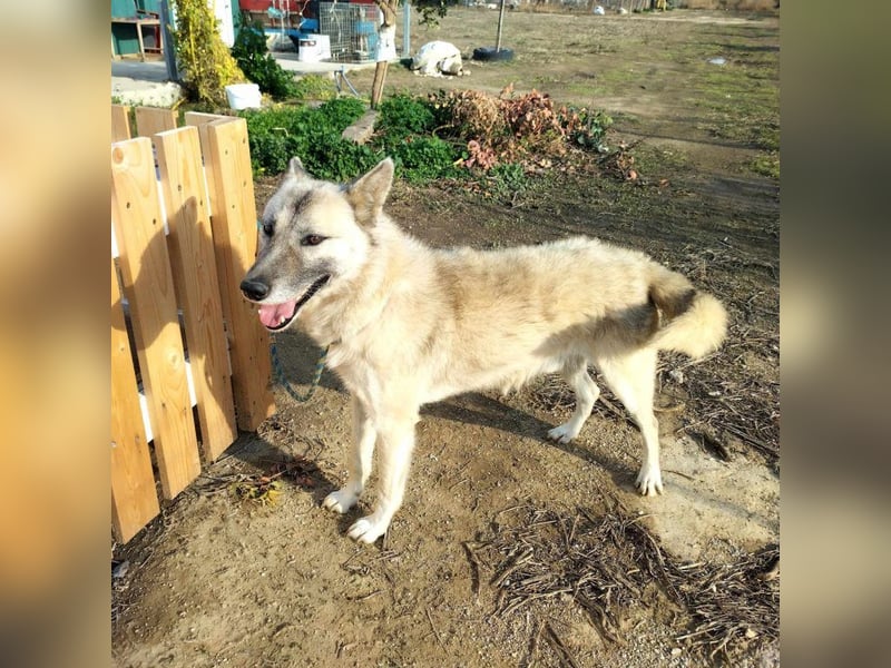 Boukis, freundlicher Schneekönig, ca. 4 Jahre, ca. 57cm, ca 19 kg
