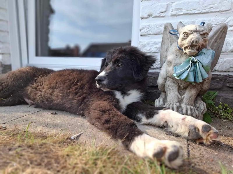 Balu - mutiger& neugieriger Junghund
