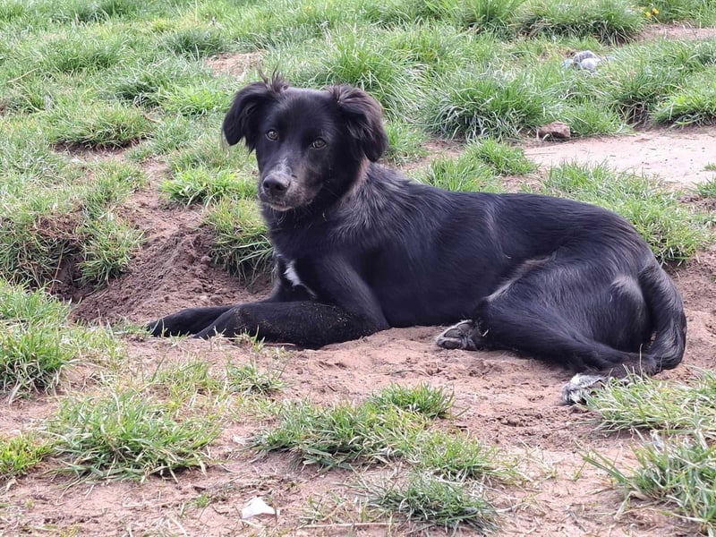 Bluey - eher ein Frauenhund