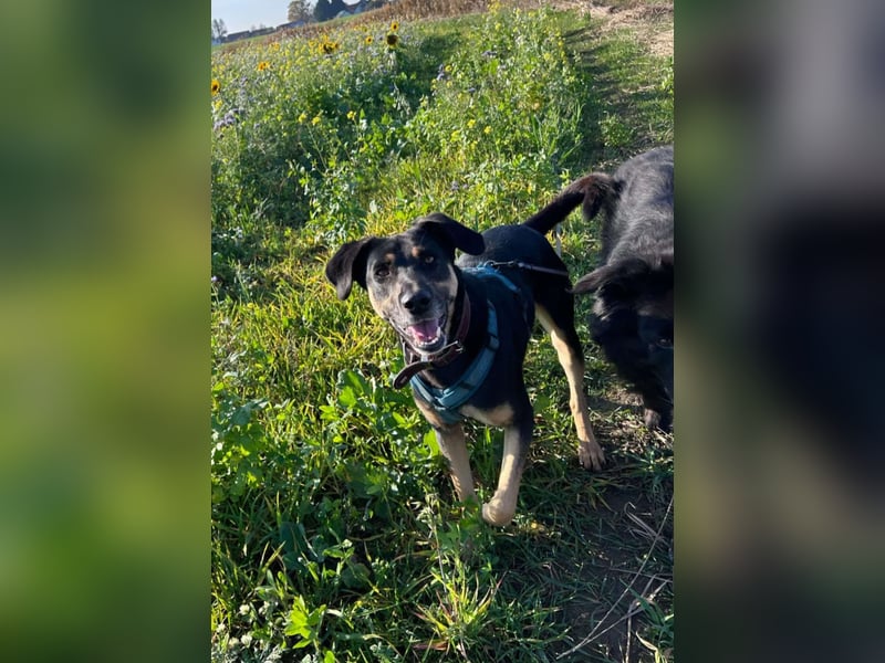 Rudy - ein besonderer Hund