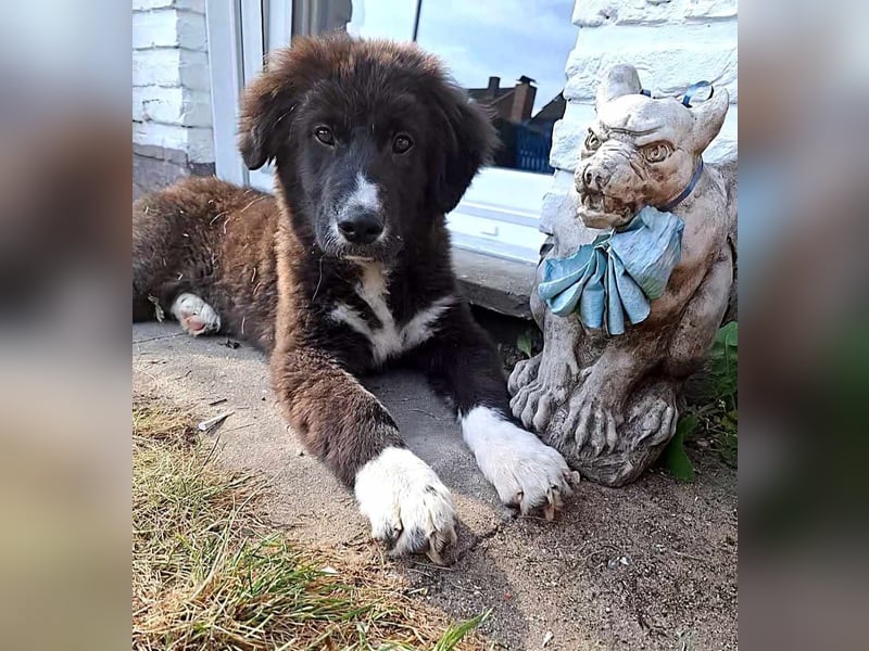 Baloo - junger,lebensfroher Hund