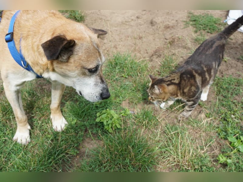 Kurt - Hundeopi sucht Gnadenplatz