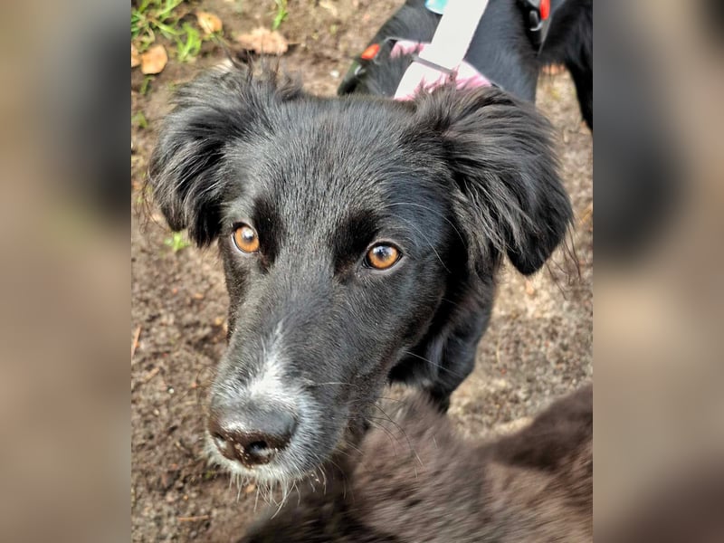 Bluey - eher ein Frauenhund