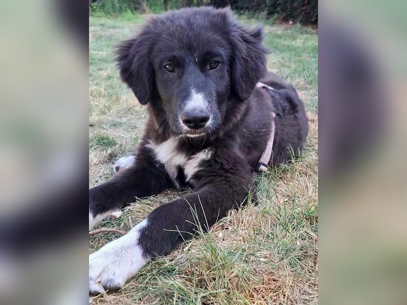 Baloo - junger,lebensfroher Hund