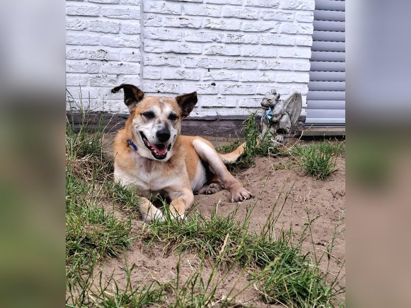 Kurt - Hundeopi sucht Gnadenplatz