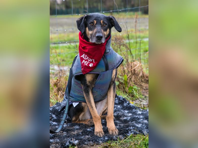 Rudy - ein besonderer Hund