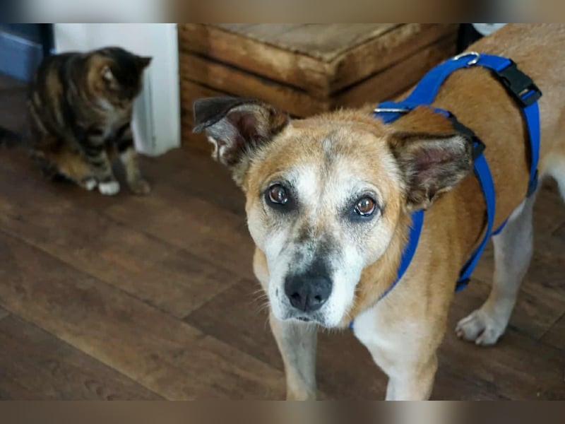 Kurt - Hundeopi sucht Gnadenplatz