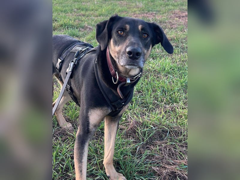 Rudy - ein besonderer Hund