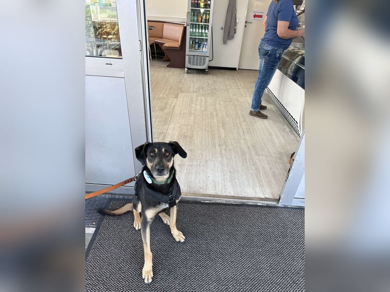 Rudy - ein besonderer Hund