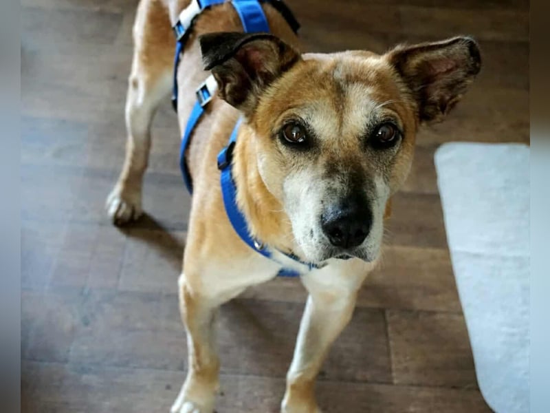 Kurt - Hundeopi sucht Gnadenplatz