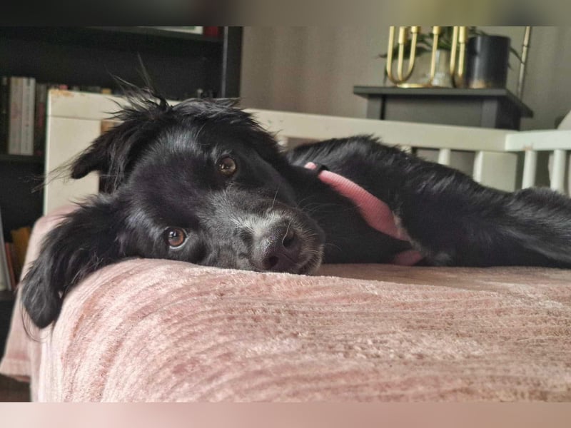 Bluey - eher ein Frauenhund