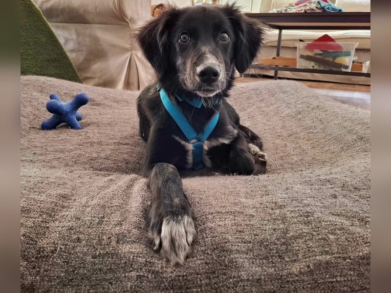 Bluey - eher ein Frauenhund