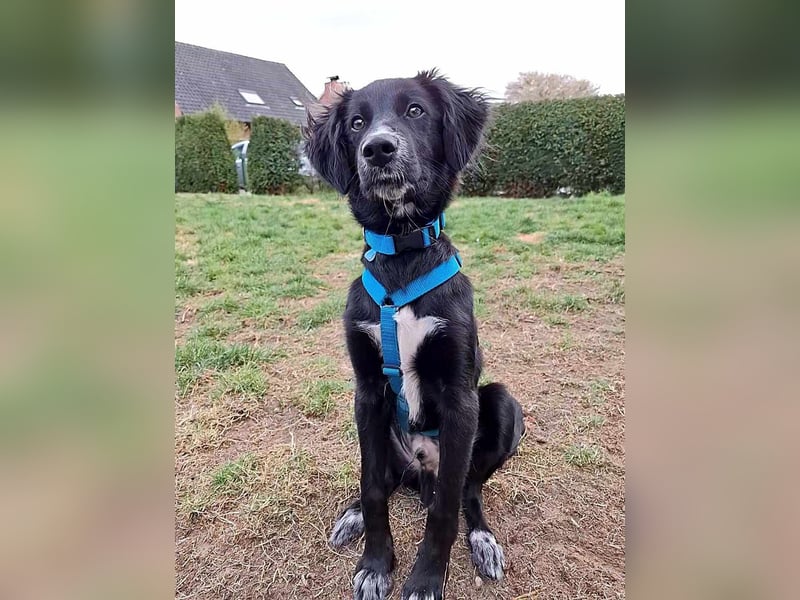 Bluey - eher ein Frauenhund