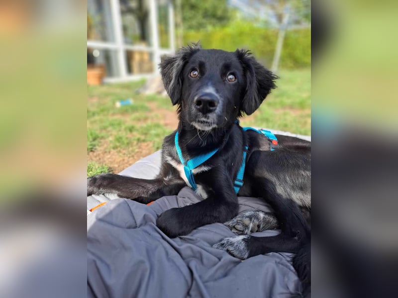 Bluey - eher ein Frauenhund