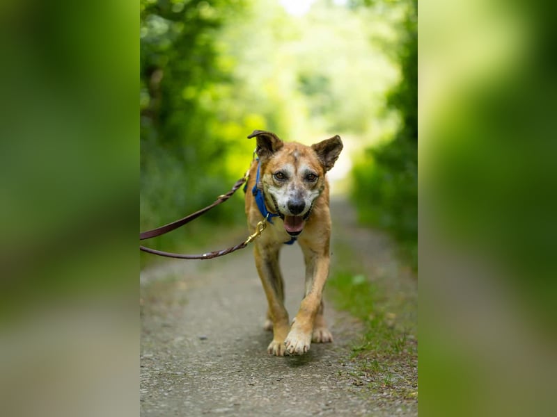 Kurt - Hundeopi sucht Gnadenplatz
